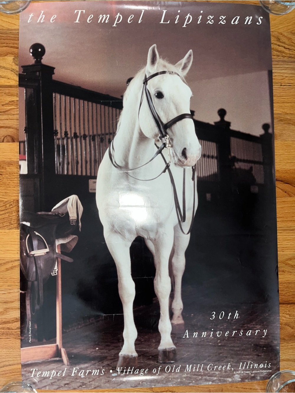 The Tempel Lipizzans White Horse 30th Anniversary Poster
